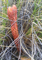 Phlegmariurus crassus