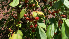 Aronia arbutifolia