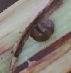 Vertigo moulinsiana