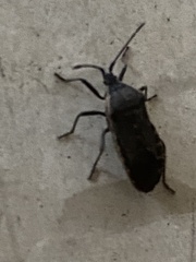 Anasa