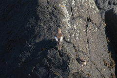 Plectrophenax nivalis