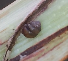 Vertigo moulinsiana
