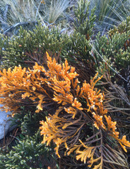 Andicolea ferruginea