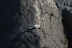 Plectrophenax nivalis