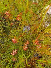 Serruria rubricaulis