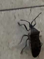 Anasa
