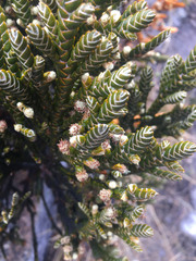 Andicolea ferruginea