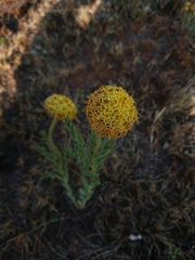 Lasiosiphon capitatus