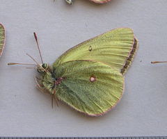 Colias gigantea