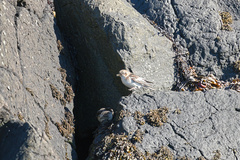 Plectrophenax nivalis