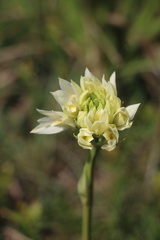 Eulophia ensata