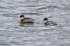 Podiceps occipitalis