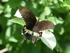 Papilio polytes