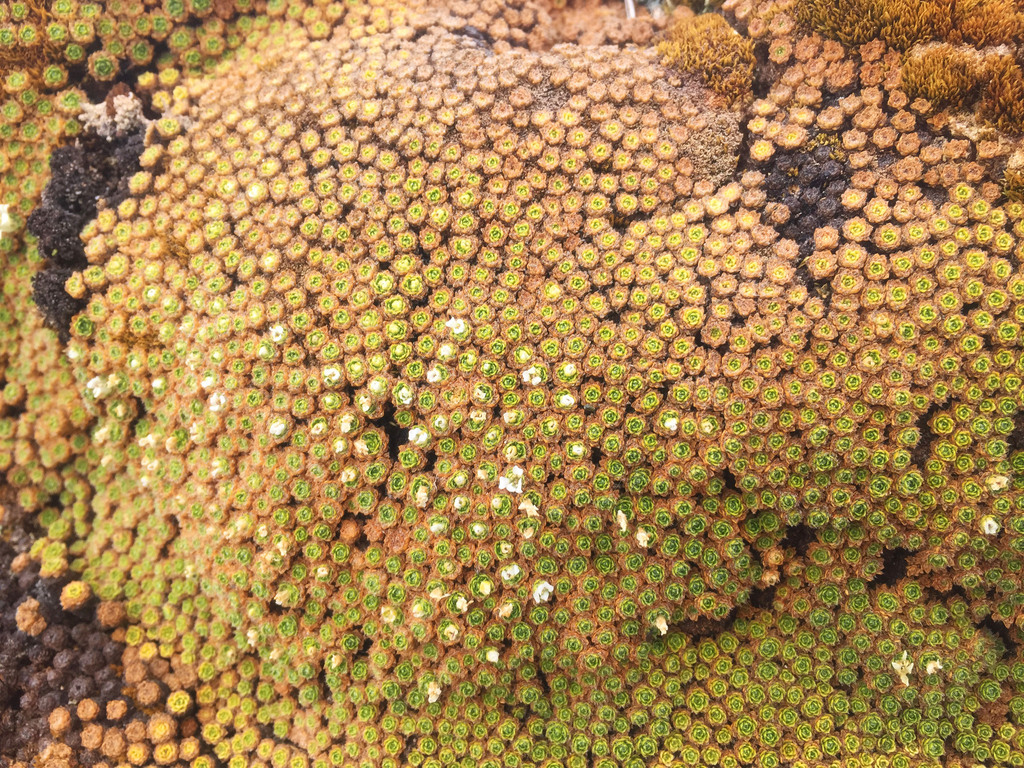Dactylocardamum