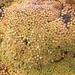 Dactylocardamum - Photo (c) spaska, algunos derechos reservados (CC BY-NC), subido por spaska