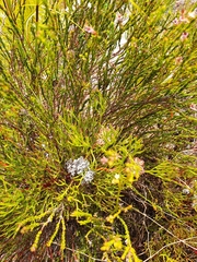 Serruria rubricaulis