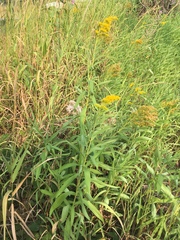 Solidago lepida salebrosa