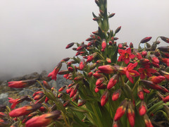 Gentianella weberbaueri