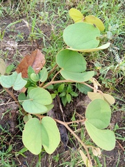 Piliostigma thonningii