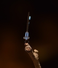 Argia agrioides