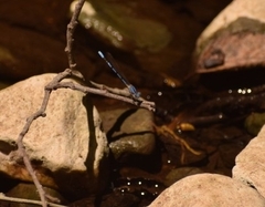 Argia agrioides