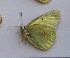 Colias gigantea