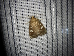 Acosmetia biguttula