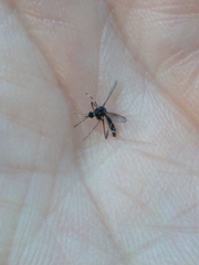 Aedes albopictus