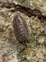 Porcellio