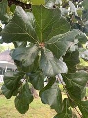 Quercus marilandica
