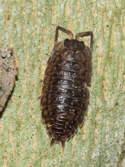 Porcellio