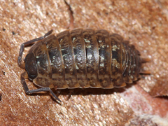 Porcellio monticola