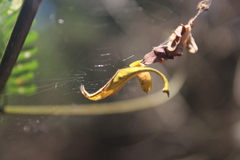 Arachnura scorpionoides