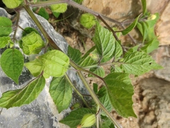 Physalis minima
