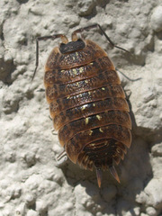 Porcellio