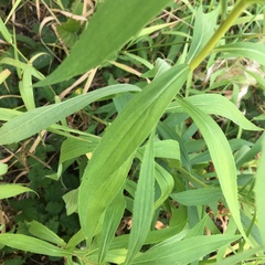 Solidago lepida salebrosa