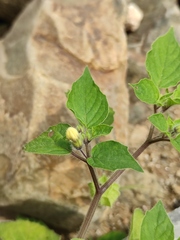 Physalis minima