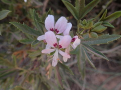 Pelargonium scabrum