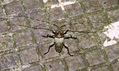 Hylettus griseofasciatus