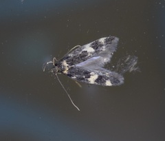 Oegoconia novimundi