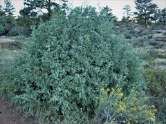 Juniperus scopulorum
