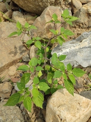 Physalis minima