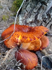 Omphalotus olearius