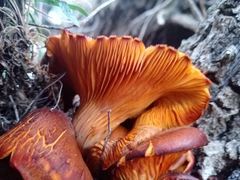 Omphalotus olearius
