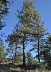 Pinus ponderosa