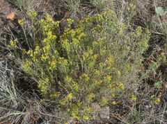 Gutierrezia sarothrae