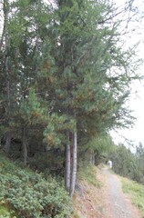 Pinus cembra