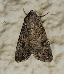 Anarta trifolii