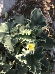 Ecballium elaterium