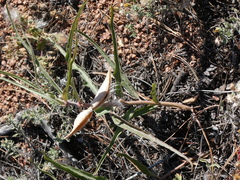 Asclepias